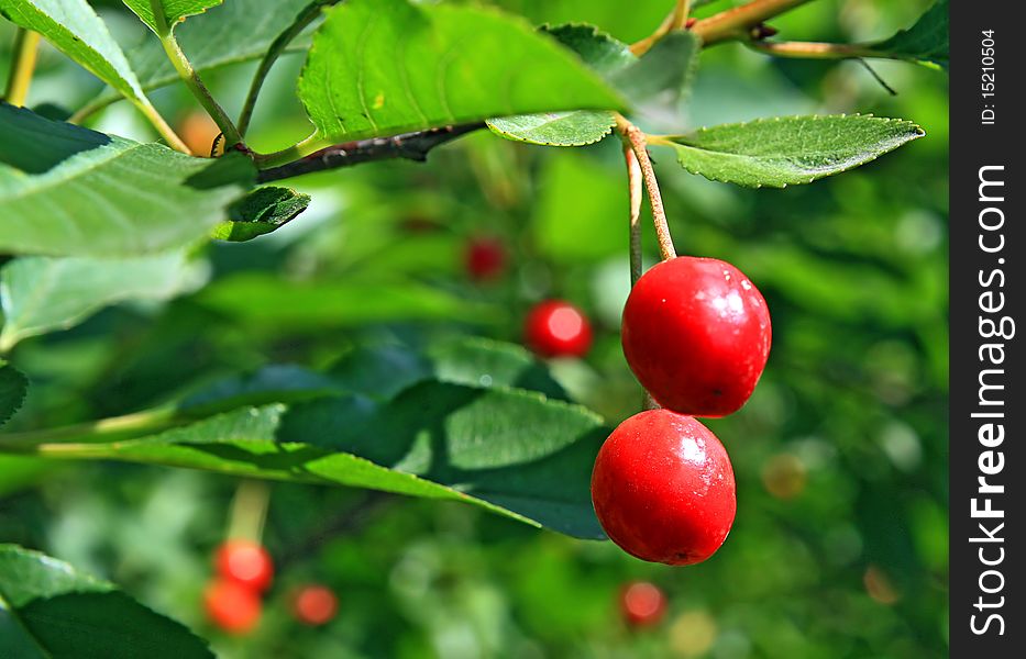 Red berries to cherries on green branch. Red berries to cherries on green branch