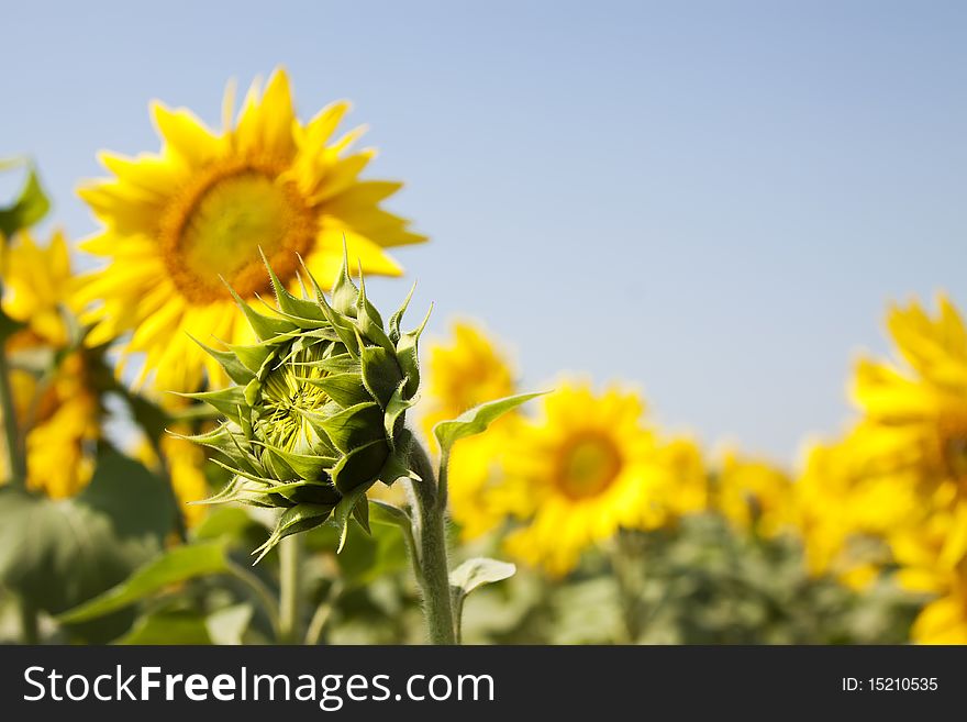 Yellow sunflowers and blue sky