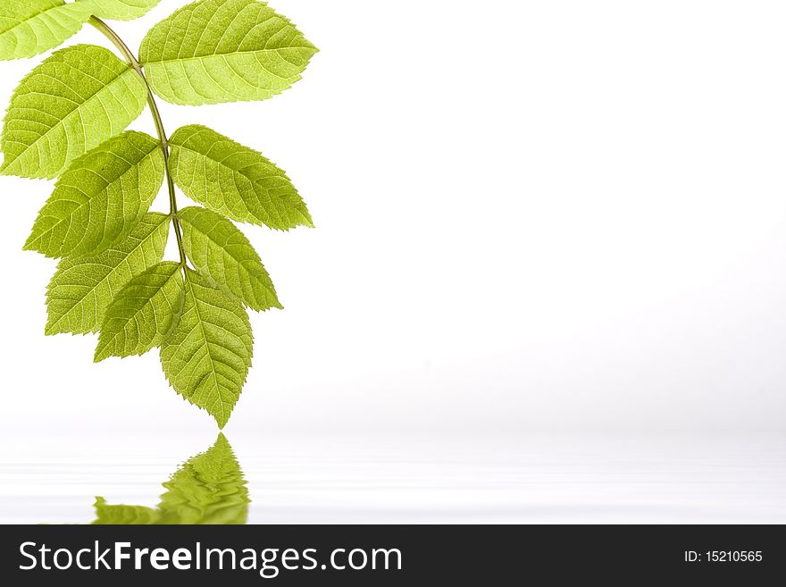 Green leaf reflecting in water isolated