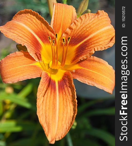 Orange lily into large pieces