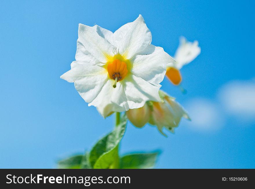 White flowers of potato on background sky