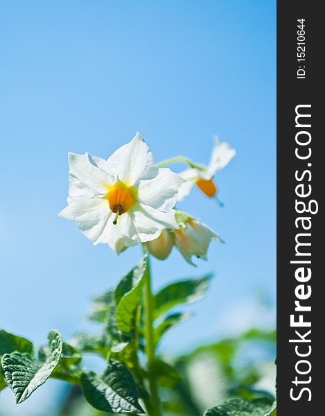 White flowers of potato