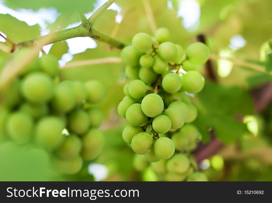 Close-up of a bunch of grapes on grapevine in vineyard