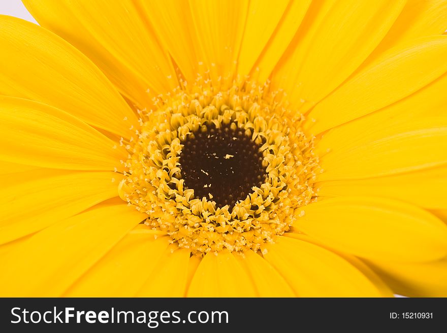 Yellow Gerbera against a white background