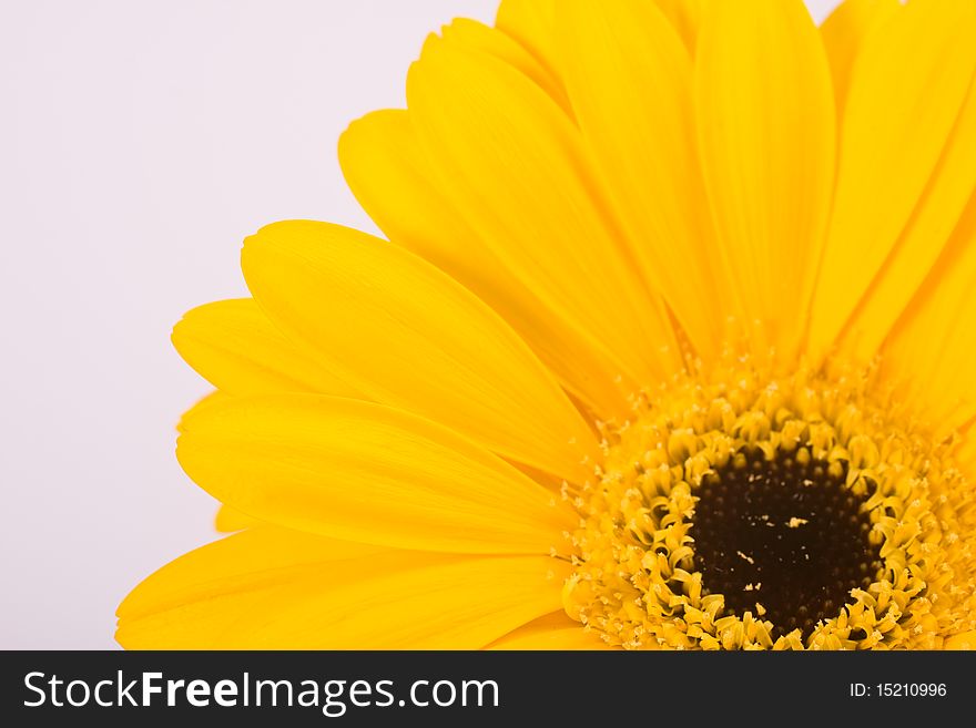 Yellow Gerbera against a white background