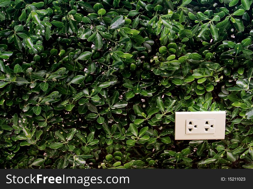 White socket on forest wall