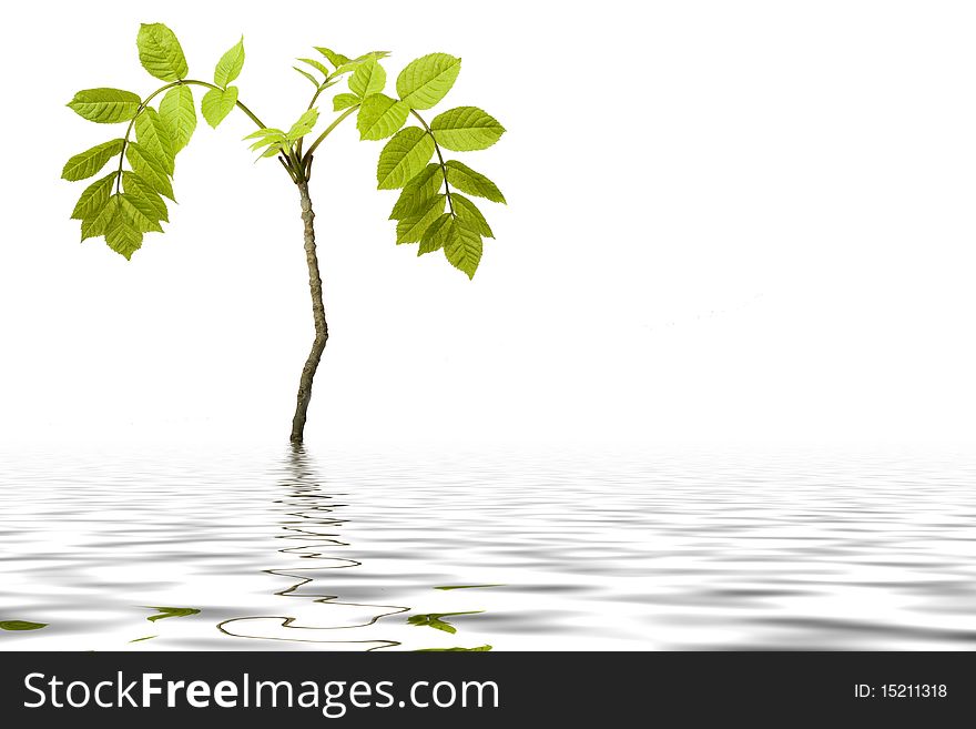 Small plant is reflecting in a water isolated