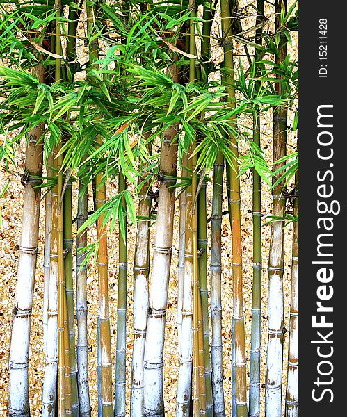 Beautiful green bamboo for decorate