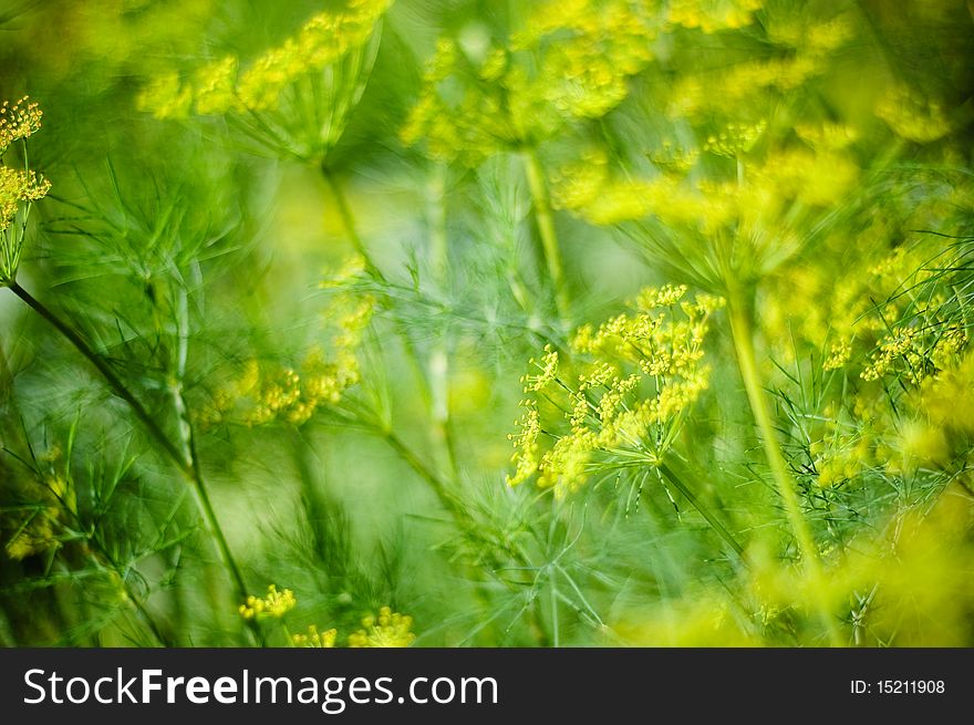 Macro photograph of the dills umbels