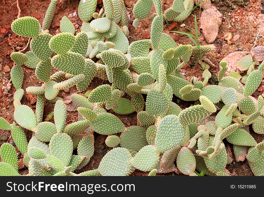 Cactus on sand and stone