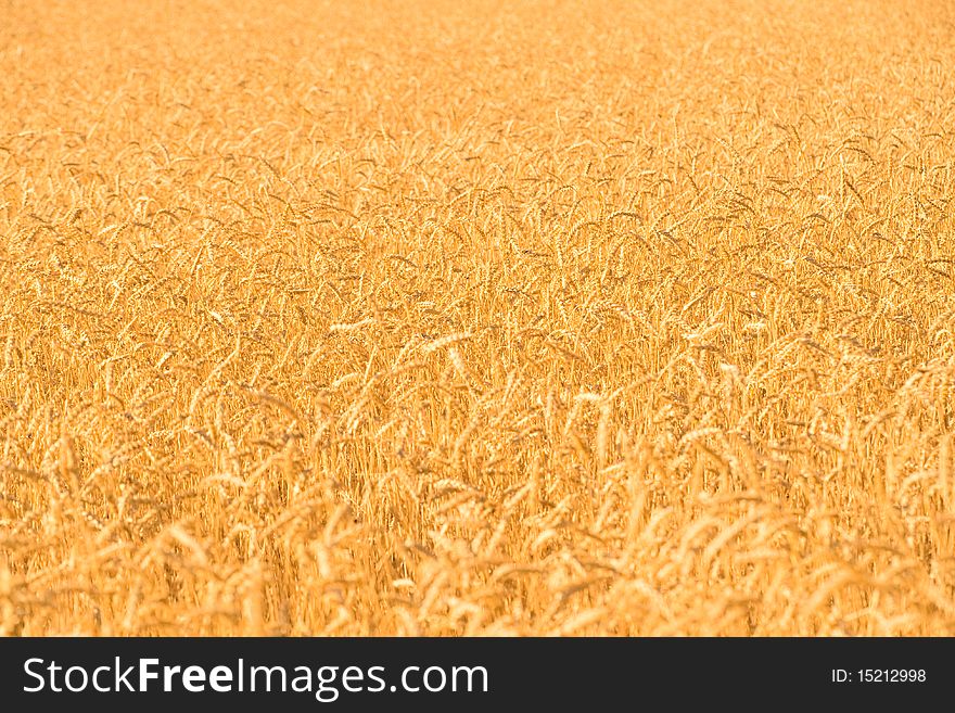 Rye field under the sun. Rye field under the sun