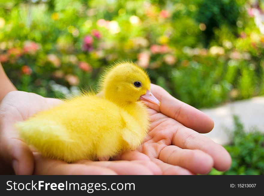 Duckling sitting in the hands on the flower background. Duckling sitting in the hands on the flower background