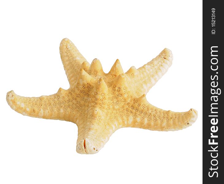 Sea star all in focus isolated