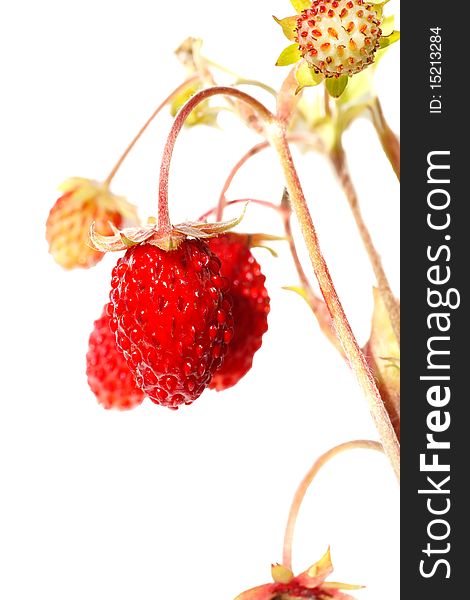 Wild strawberry on white background