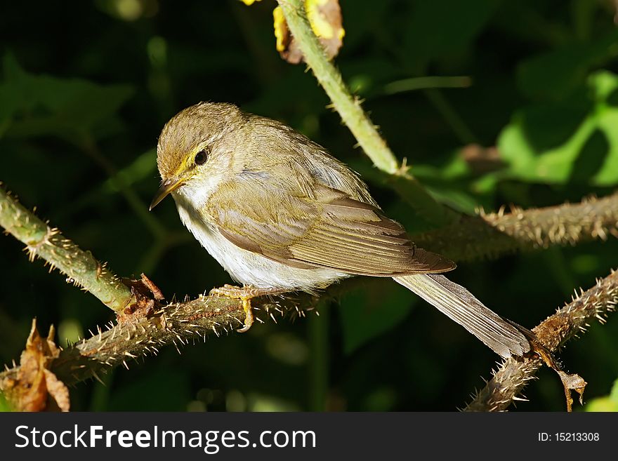 The Common Chiffchaff, Phylloscopus collybita,in the thickets of wild rose Photo taken on: July,2010, Russia, Pskov region.