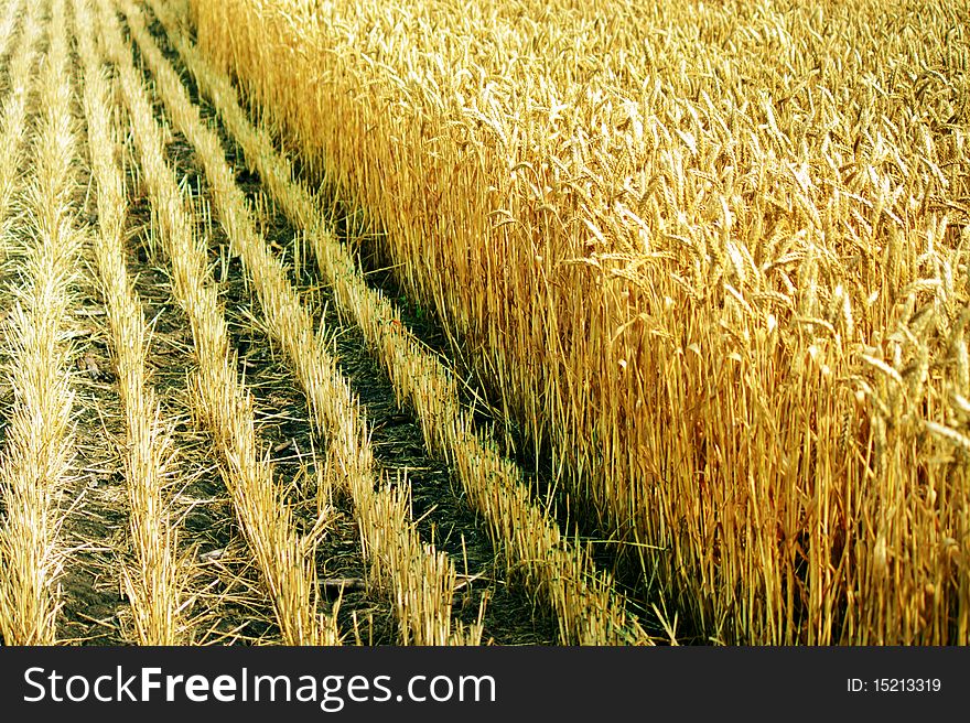 Limit on the field of wheat during the harvest