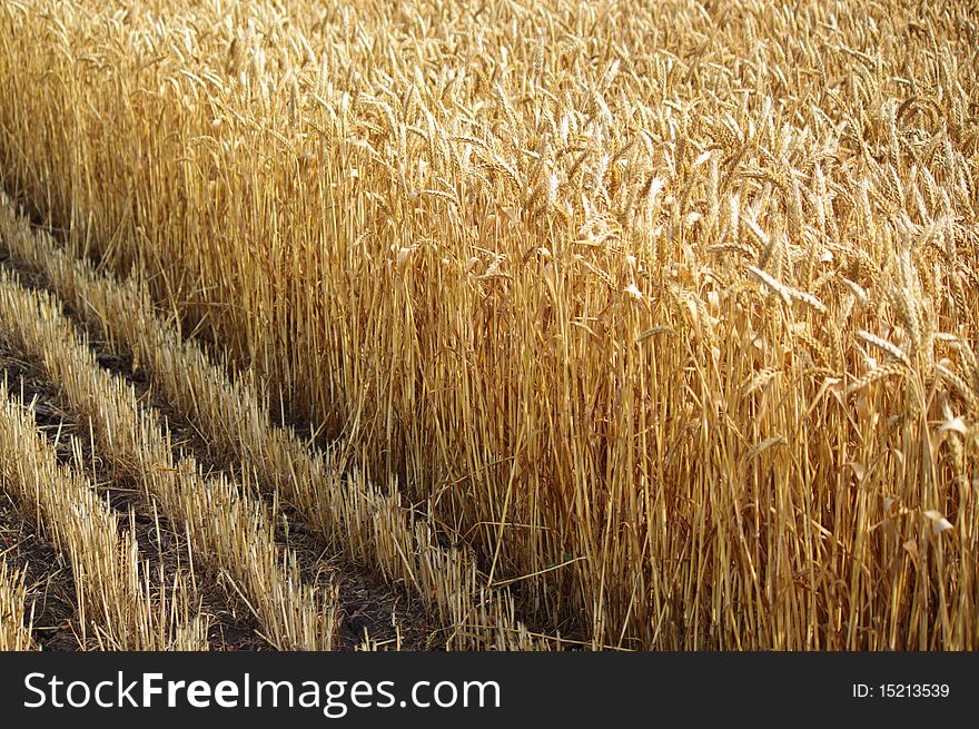 Limit on the field of wheat during the harvest