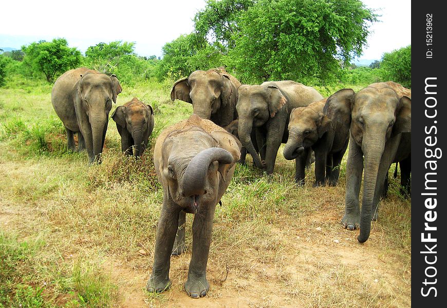 Young elephant in front of elephant crowd trying to communicate something. Young elephant in front of elephant crowd trying to communicate something