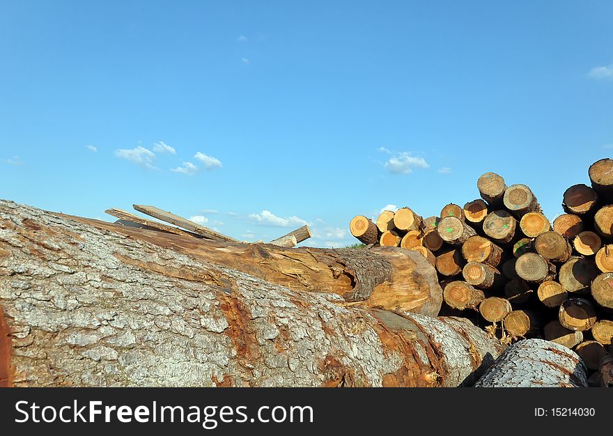 A huge assortment of trunks shot at a sout-west German sawmill