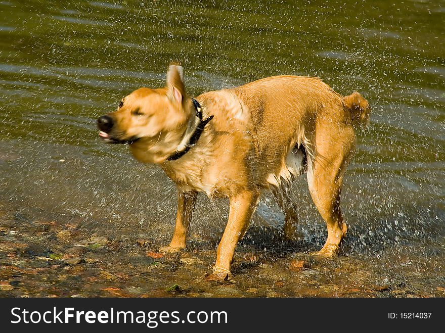 Yellow dog in the water in summer day