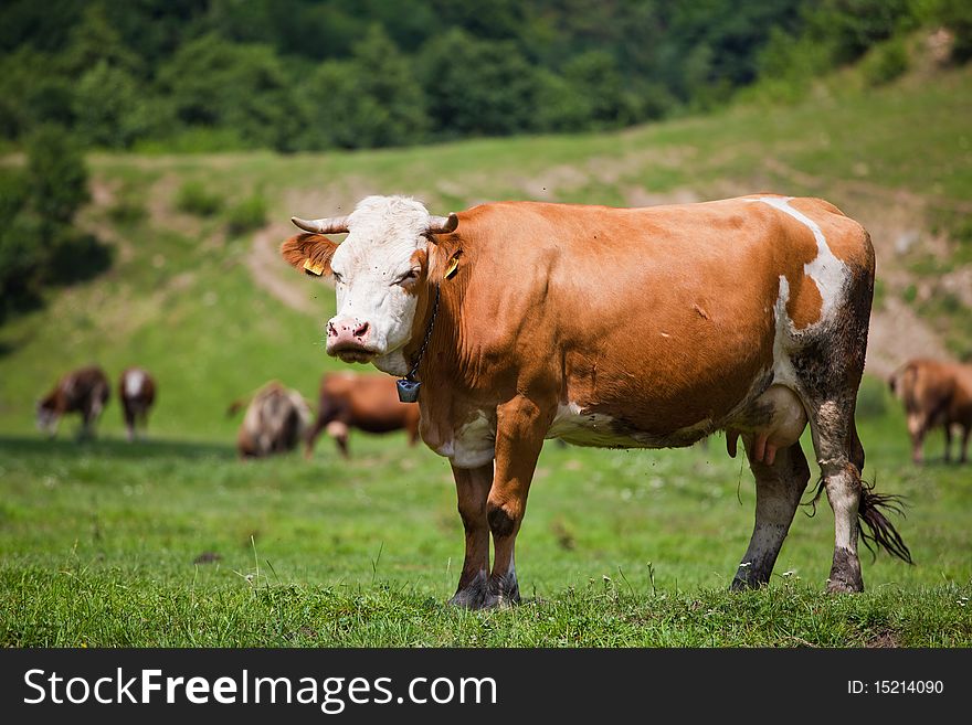 Portrait of a cow in a field in Romania. Portrait of a cow in a field in Romania