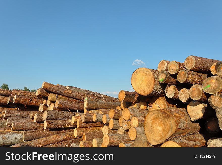 A huge assortment of trunks shot at a sout-west German sawmill