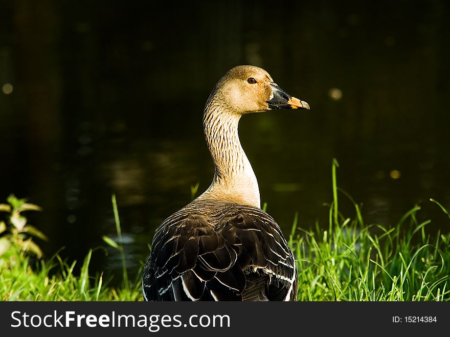 Wild goose near the river