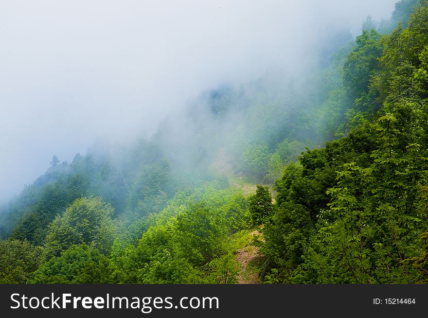 Blue mist envelops the mountain forest. Blue mist envelops the mountain forest