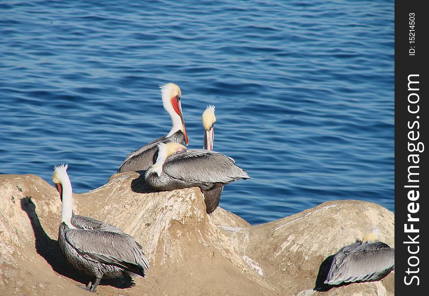 Pelicans resting on a rock in Lajolla beach Sandiego california. Pelicans resting on a rock in Lajolla beach Sandiego california