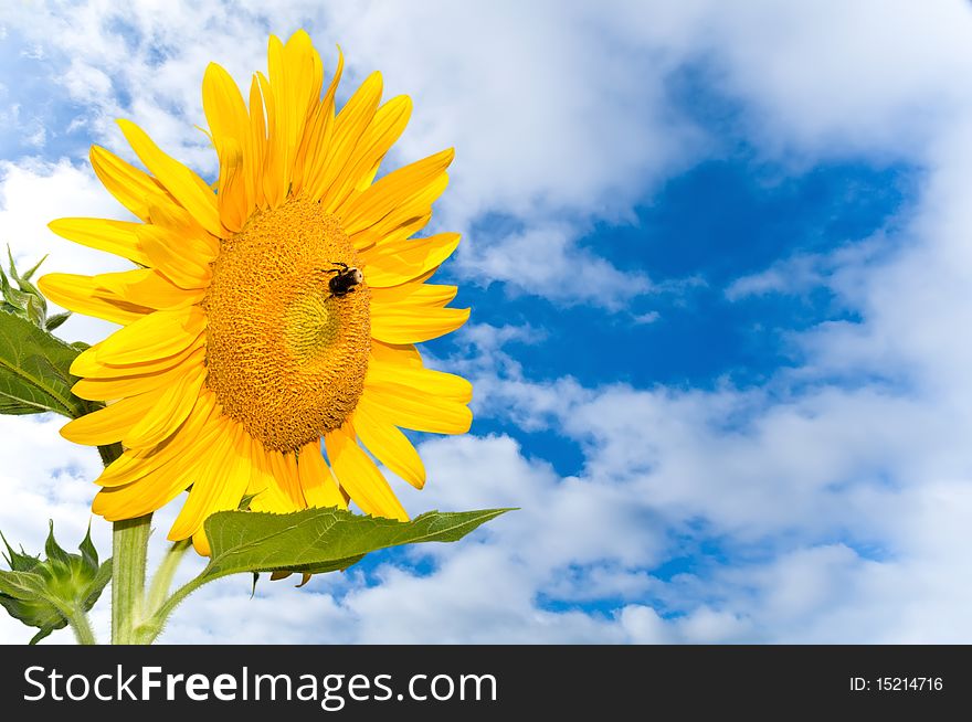 A vibrant sunflower against a summer sky with copy space. A vibrant sunflower against a summer sky with copy space.