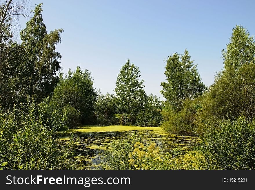 Summer day little belorussian swamp landscape