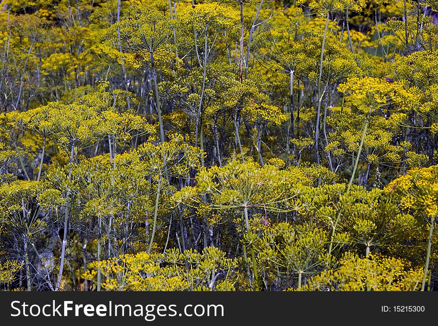 Nice and mysterious dill little forest scenery