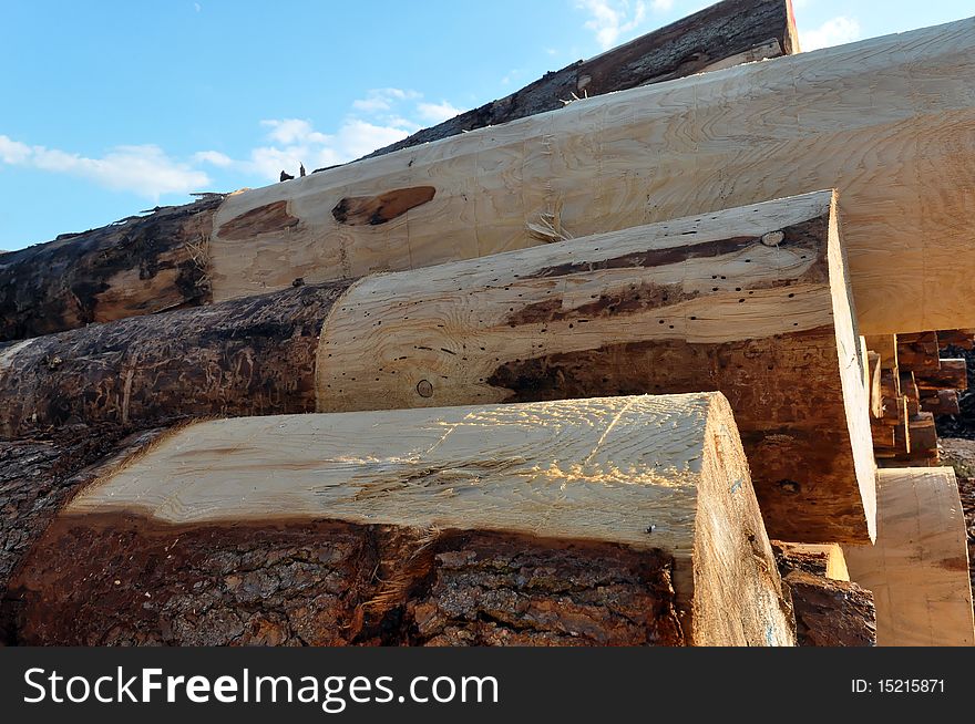 A huge assortment of trunks shot at a sout-west German sawmill