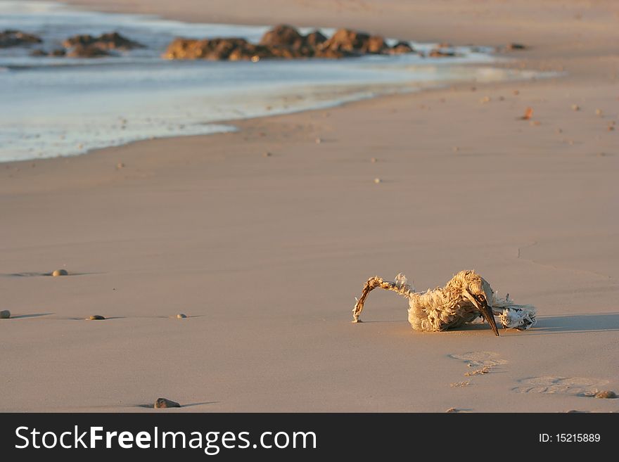 Dead gannet on the beach with shore line in background. Dead gannet on the beach with shore line in background