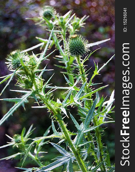 Thistle branch with many flower buds that are about to open. Thistle branch with many flower buds that are about to open