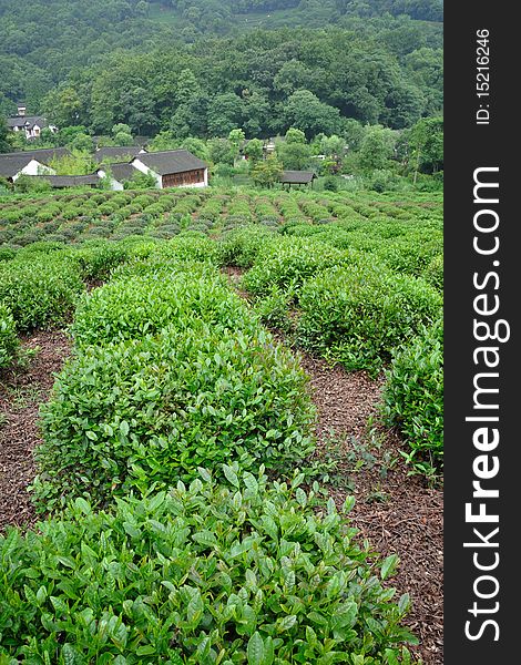 The field of Longjing tea trees at Longjing village. The field of Longjing tea trees at Longjing village