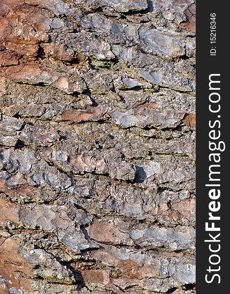 Wood texture on a huge old trunk