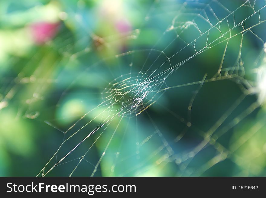 Thin Cobweb On A Background Of Green Foliage