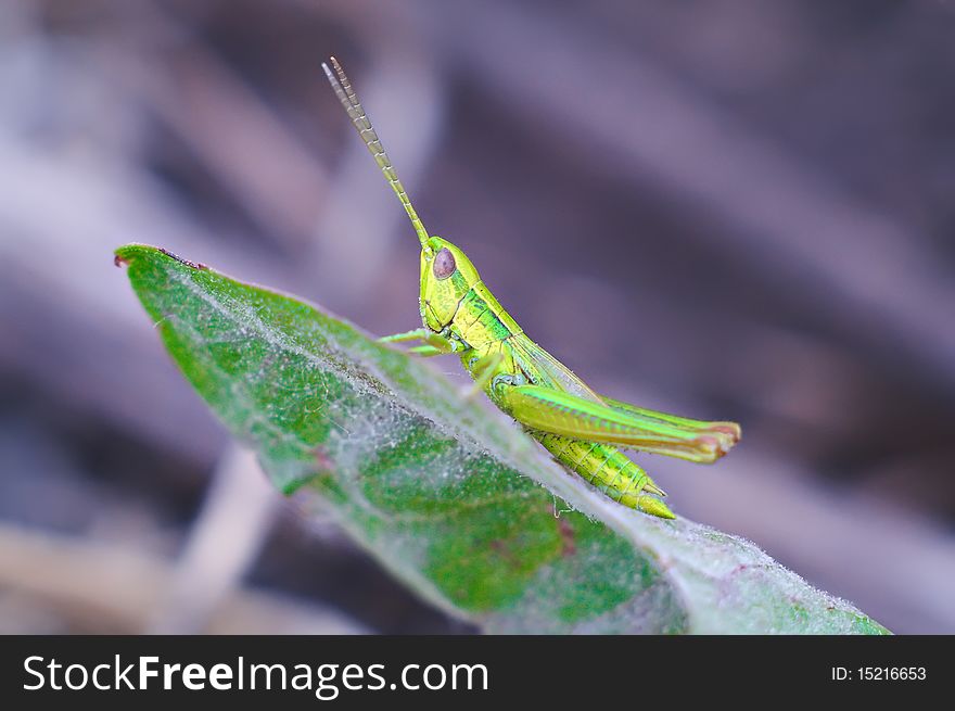 Very beautiful green grasshopper on green leaves. Shallow DOF. Macro. Very beautiful green grasshopper on green leaves. Shallow DOF. Macro.