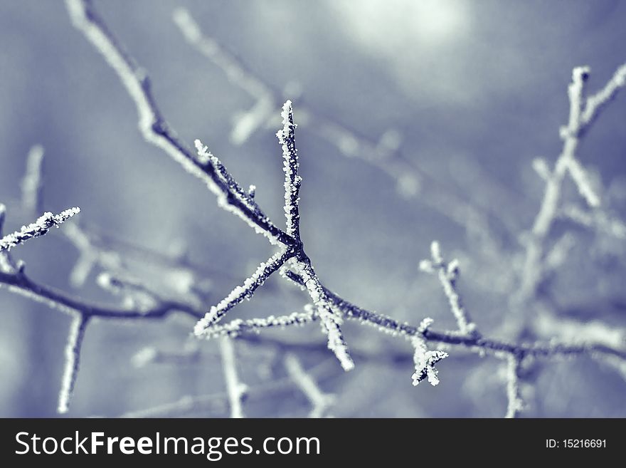 Close up of a frozen branch with shallow depth of field. Close up of a frozen branch with shallow depth of field