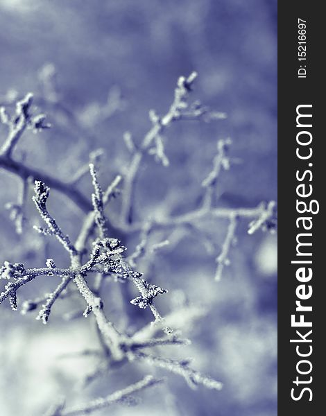 Close up of a frozen branch with shallow depth of field. Close up of a frozen branch with shallow depth of field