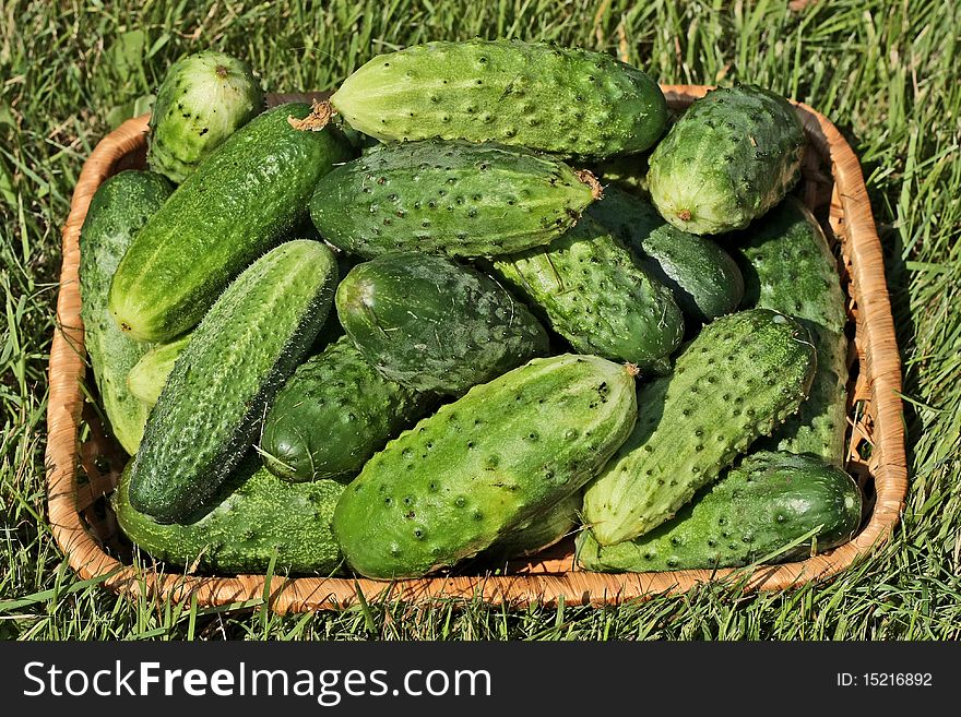 Fresh cucumbers in a wattled basket against a green grass