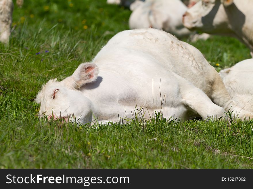 Calf sleeping in a prairie. Calf sleeping in a prairie