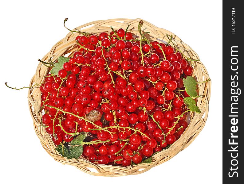 Red currant in a wattled basket on a white background. Red currant in a wattled basket on a white background