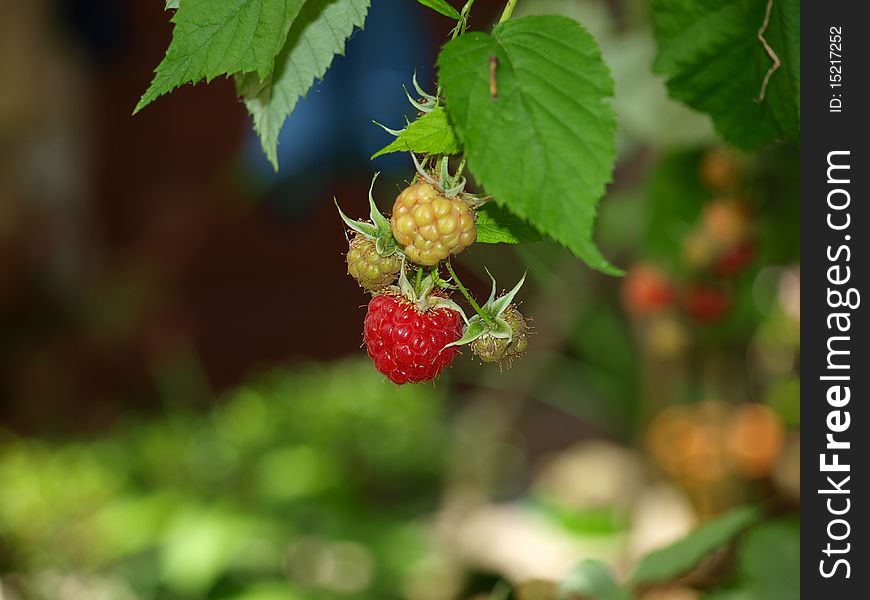 A closeup of a raspberry plant