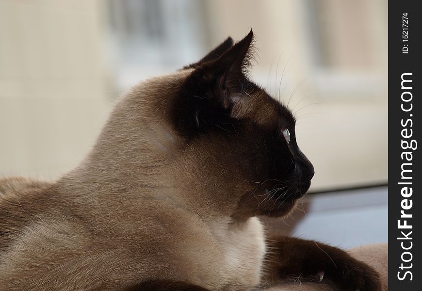 Half-face Siamese Cat looking away