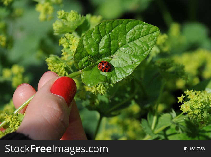 Ladybug on green leaf held by lady with red pained nails. Ladybug on green leaf held by lady with red pained nails