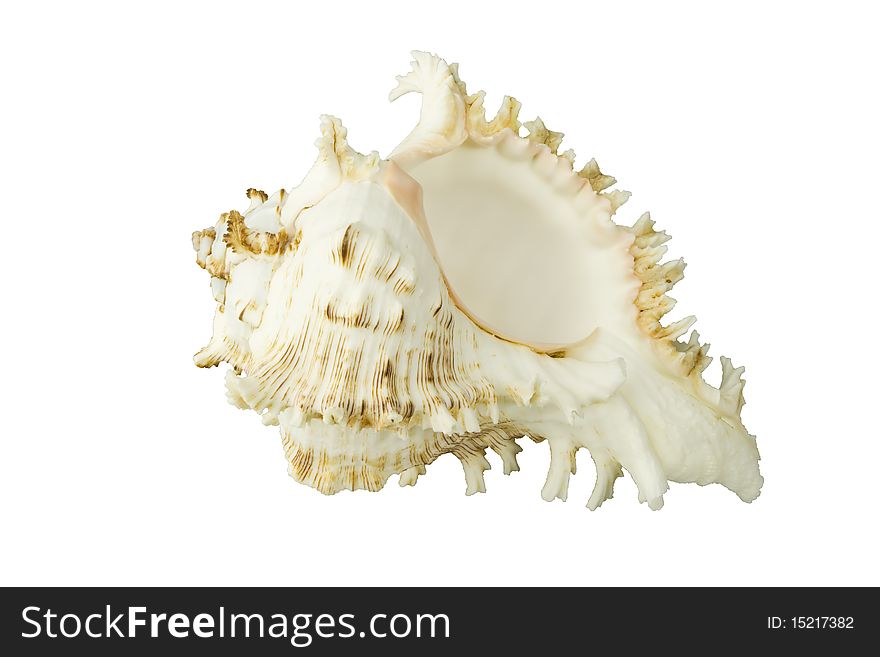 Sea shell isolated on white backgound with clipping path