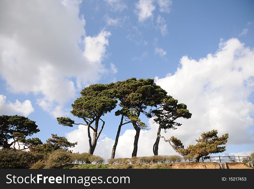 A line of rugged windswept trees against a blue cloudy sky. fencing on the bottom right of picture. A line of rugged windswept trees against a blue cloudy sky. fencing on the bottom right of picture.