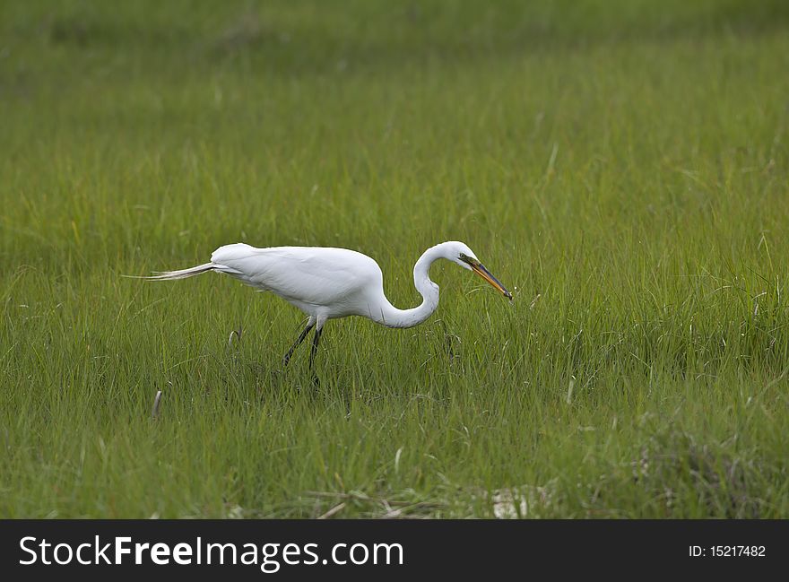 Great Egret